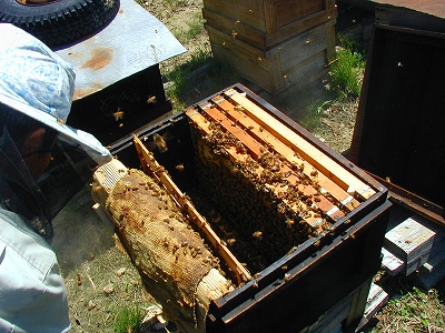 蜂蜜3.jpg