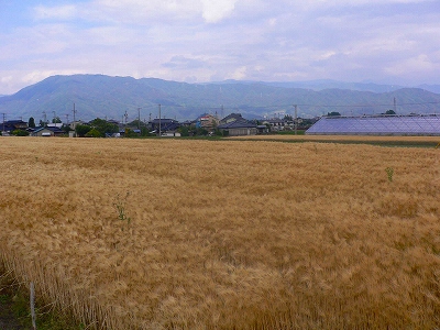 麦畑2.jpg