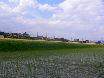 麦畑4.jpg